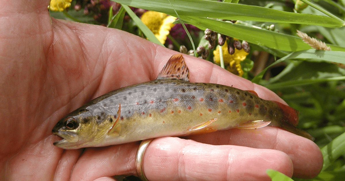 Small brown trout in someone's hand